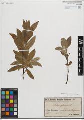 Foto von Salix glauca L.